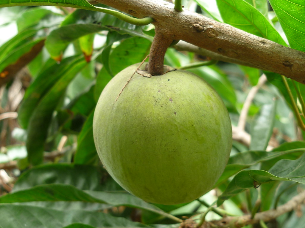 Lucuma frutto, polvere e olio: proprietà, benefici, controindicazioni e come trovare il migliore