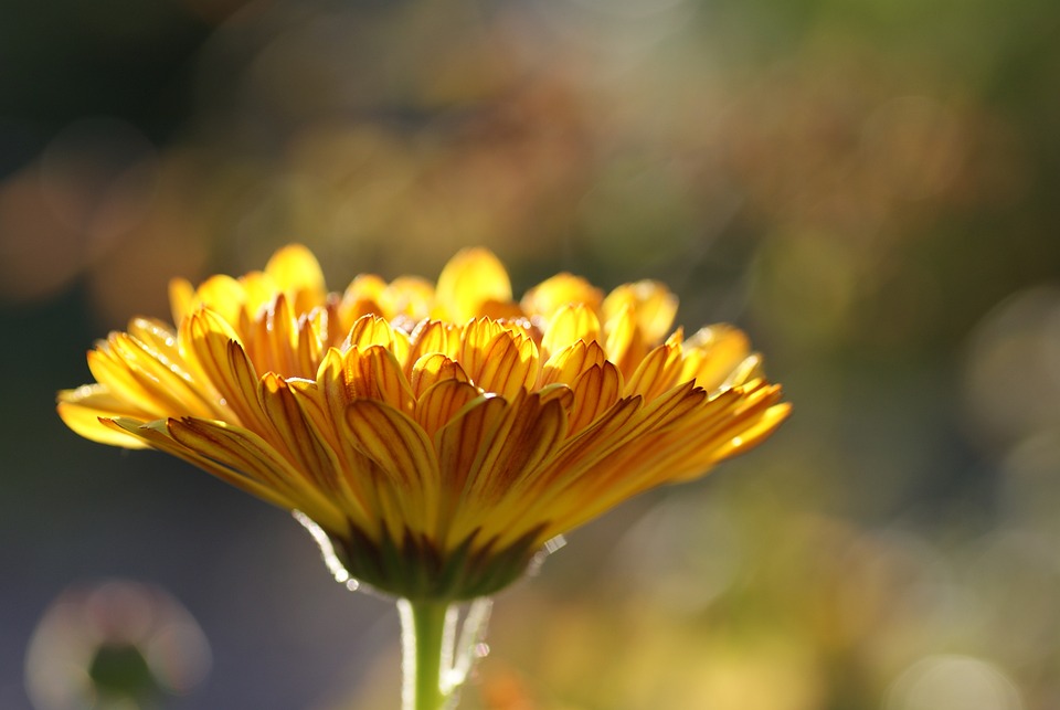 Calendula pianta in capsule o tintura madre: proprietà, a cosa serve e guida alla scelta