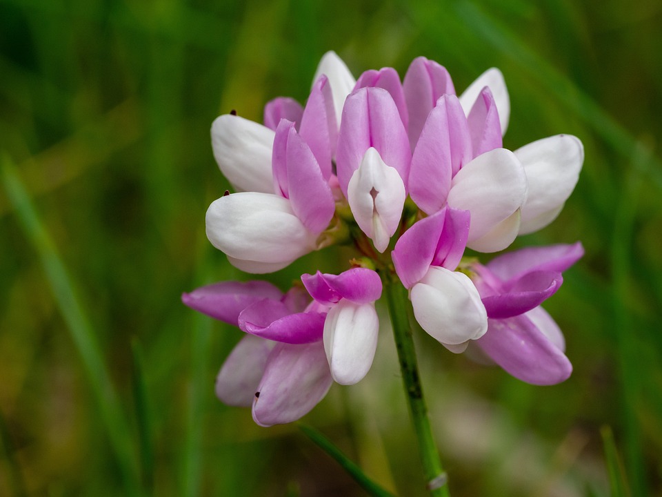 Astragalo integratore: pianta, proprietà, benefici, quando assumerlo e dove trovare il migliore