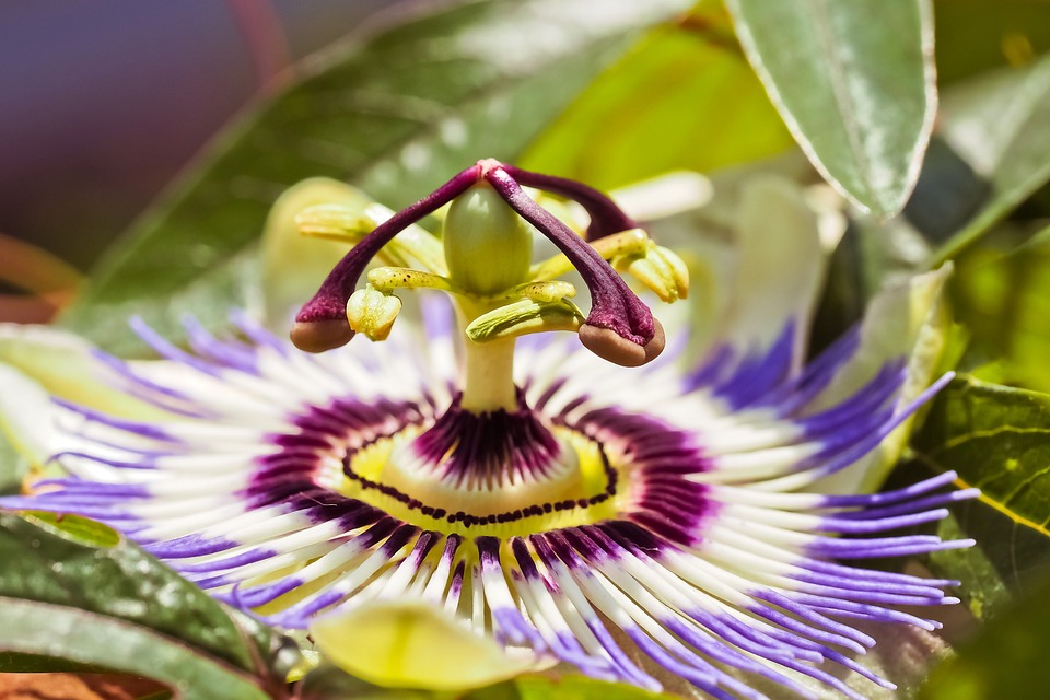 Passiflora: capsule, compresse o gocce? Pianta, proprietà, benefici, effetti collaterali e come scegliere