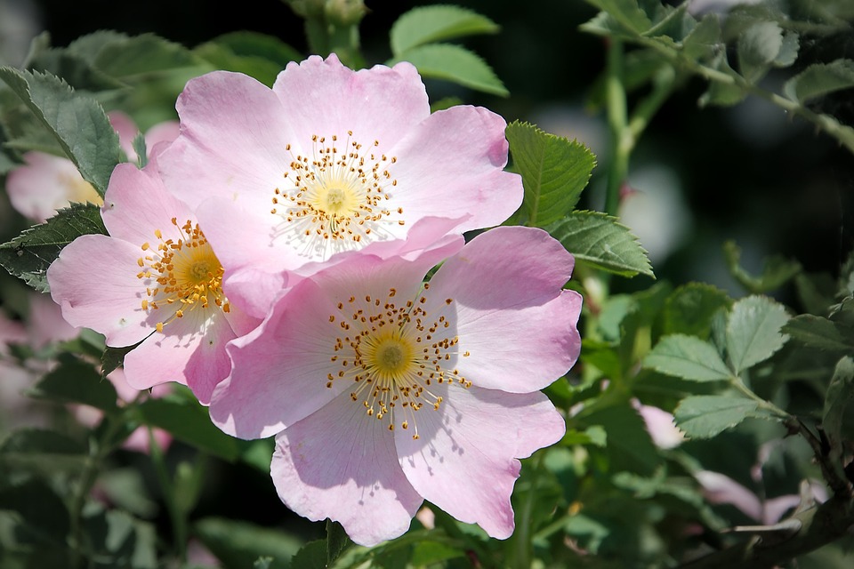 Rosa canina integratore: pianta, proprietà, benefici, controindicazioni e guida alla scelta