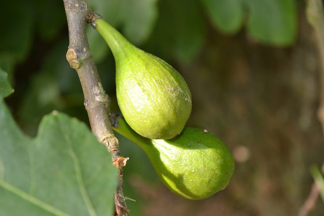 Ficus carica: compresse, capsule o gocce? Proprietà, a cosa serve e controindicazioni