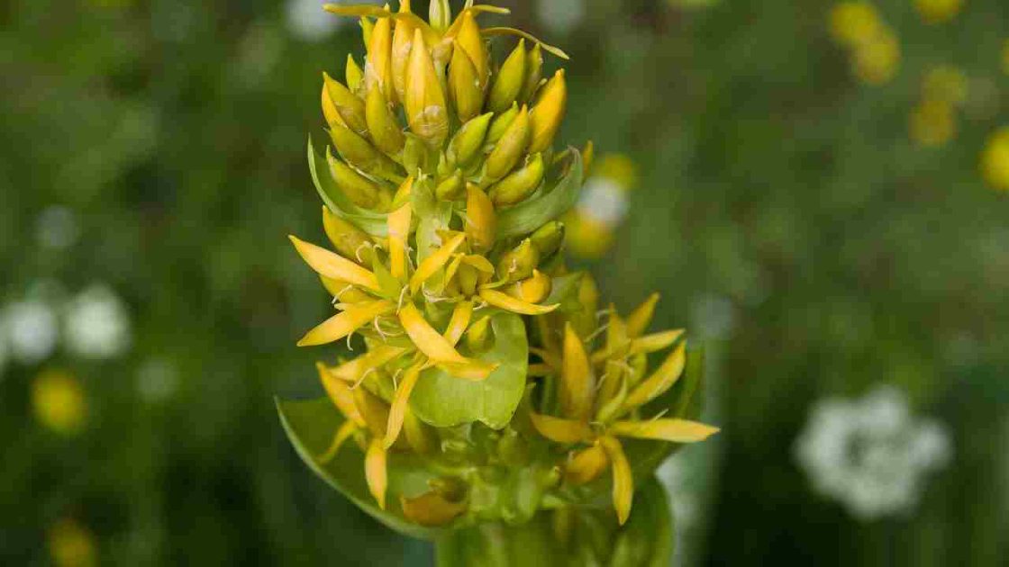 Genziana: pianta, proprietà, benefici e controindicazioni